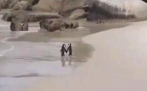 Foto: Twitter / Pingvini izgledaju gotovo nestvarno 
