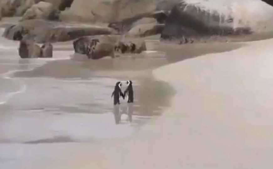 Pingvini izgledaju gotovo nestvarno 