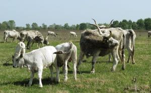 DIZB Banja Luka / Podolska goveda u Posavini