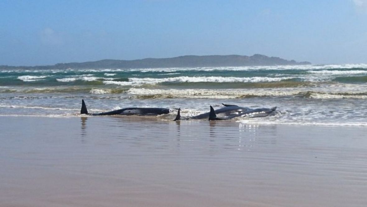 Foto: Tasmania police/Nasukani kitovi
