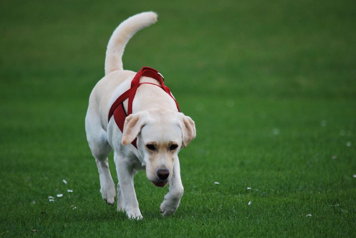 Labradori ne gube na popularnosti  - undefined