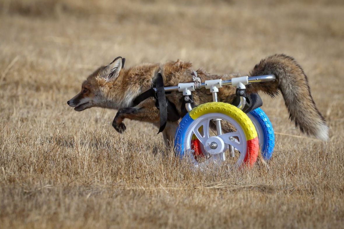 Hodalicom pomogli paraliziranoj lisici da se ponovo kreće - undefined