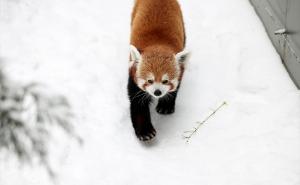 Foto: Anadolija / Central_park_zoo_winter