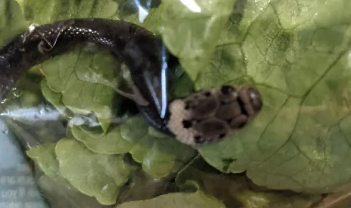Pronađena zmija u zelenoj salati - undefined