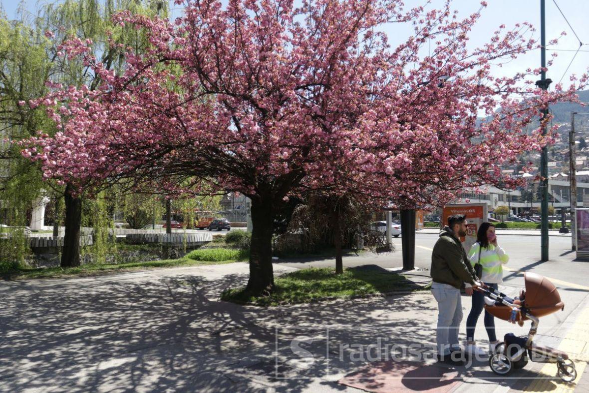 Sakura u Sarajevu - undefined