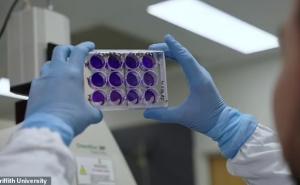Foto: Griffith Univerzitet / Naučnici razvijaju čudesan lijek