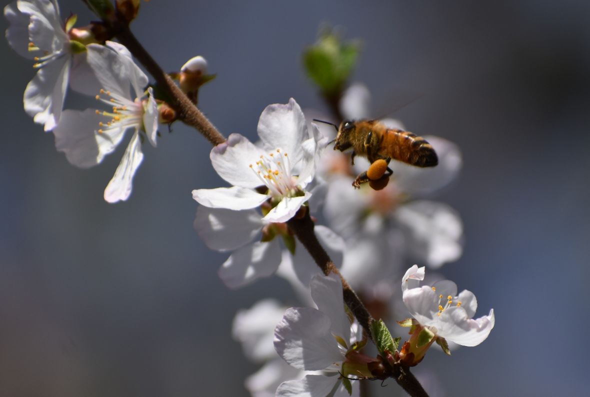 Foto: Unsplash/Pčele