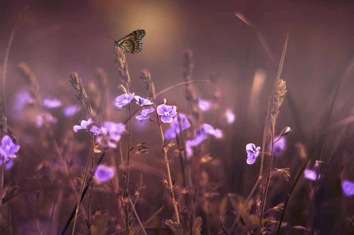 Pixabay/Cvijeće u snovima