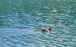 Foto: F. Vele /  Uživajte u proljeću na Boračkom jezeru