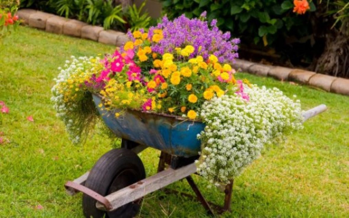 FOTO: Facebook/Korisni savjeti za održavanje biljaka