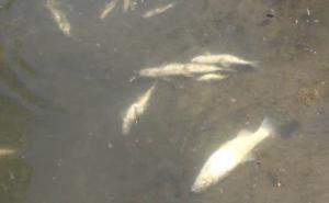 Foto:Printscreen / Pomor ribe u Požegi
