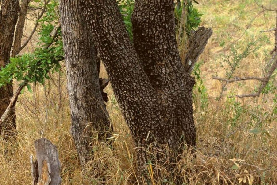 Možete li pronaći leoparda na slici?  - undefined