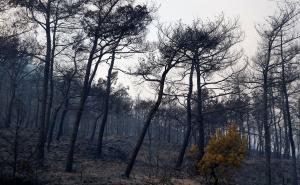 Foto: AA / Požari bjesne Turskom