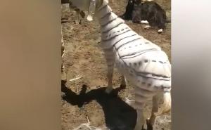 Foto: YouTube / Koze u Turskoj su ošišane kao supermodeli...