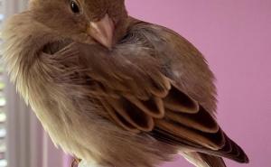 Foto: Instagram / Udomljeni vrabac Chibi voli da pozira