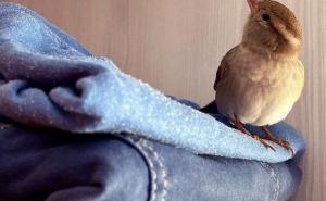 Foto: Instagram / Udomljeni vrabac Chibi voli da pozira