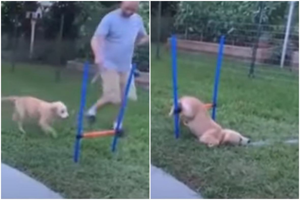 Foto: YouTube/Neobična dresura psa postala hit na internetu