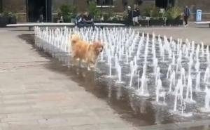 Foto: TikTok / Pas je spas od vrućina pronašao u londonskoj fontani