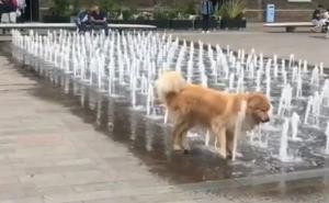Foto: TikTok / Pas je spas od vrućina pronašao u londonskoj fontani