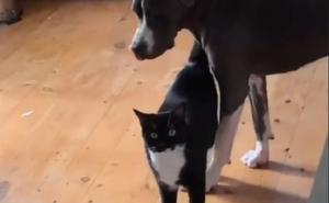 Foto: TikTok / Mačka i pas nasmijali vlasnike...