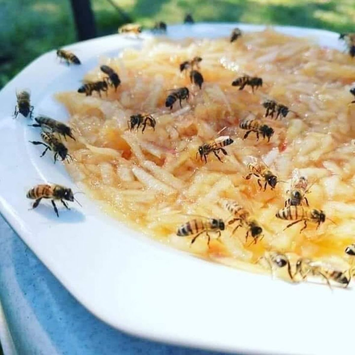 FOTO: Facebook/Savjet kako pomoći pčelama