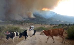Foto: AA / Požari u provinciji Aydin