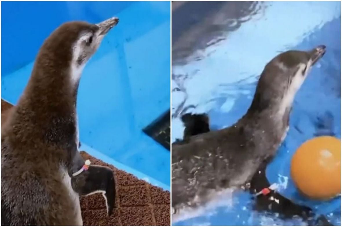 Foto: Instagram/Bebe pingvina zaplivale po prvi put...