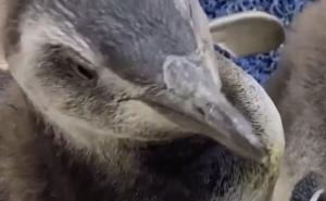 Foto: Instagram / Bebe pingvina zaplivale po prvi put...
