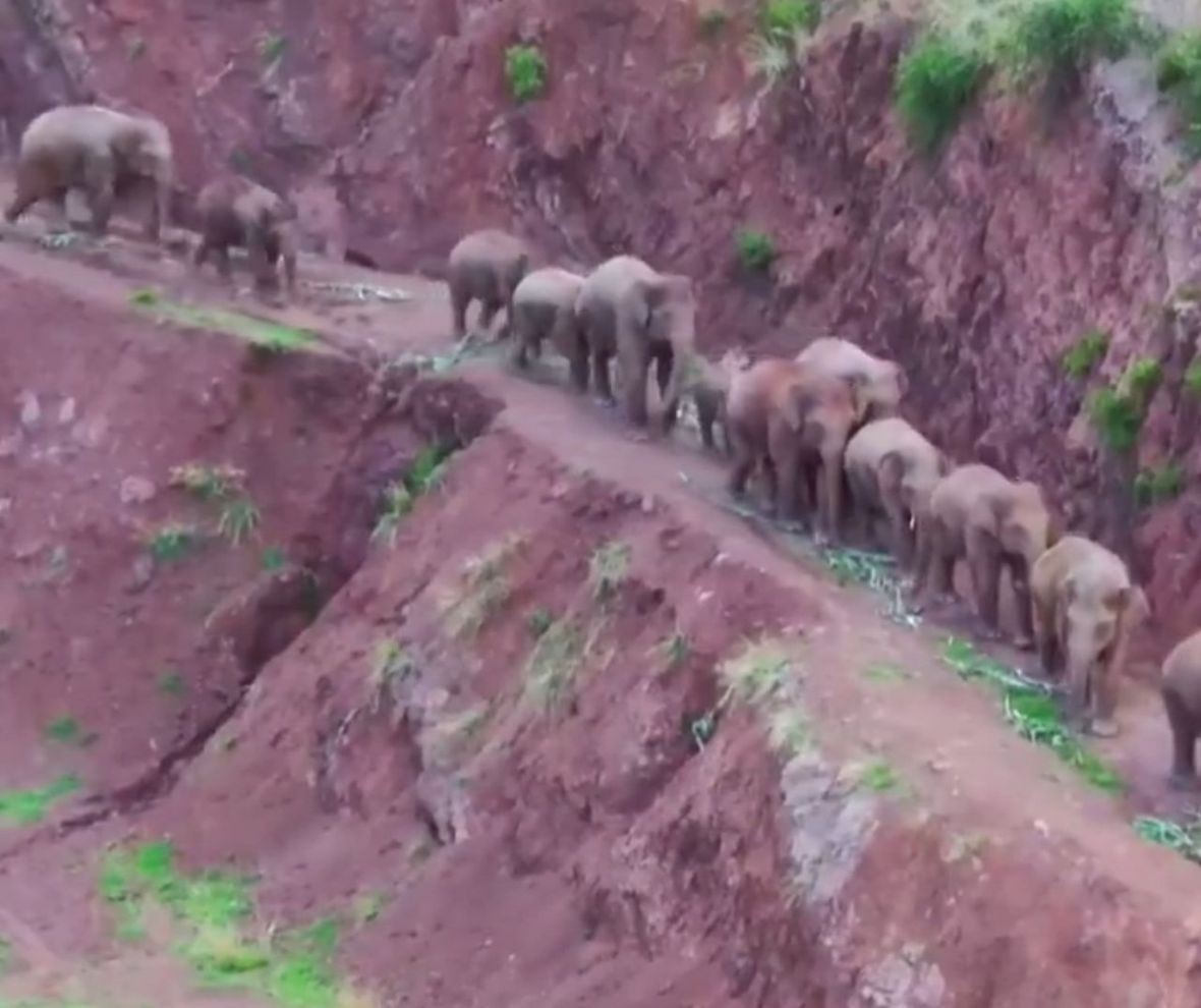 Slonovi šetali u kineskoj pokrajini Junan - undefined
