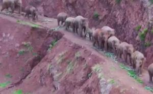 Foto: Twitter / Slonovi šetali u kineskoj pokrajini Junan