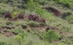 Foto: Twitter / Slonovi šetali u kineskoj pokrajini Junan