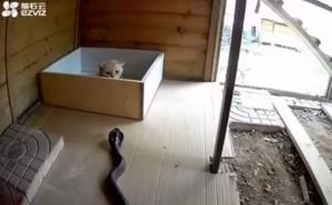 Foto: YouTube / Susret mačke i opasne zmije postao viralan na internetu