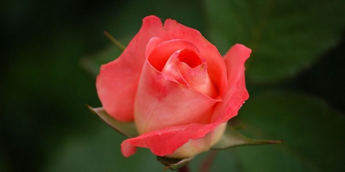 Ruža čajevka - undefined