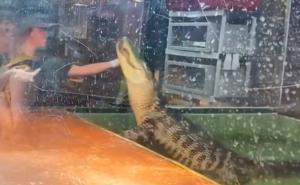 Foto: Facebook / Aligator uhvatio trenericu i povukao je u bazen