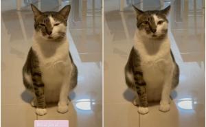 Foto: TikTok / Mačka koja štuca postala hit na TikToku