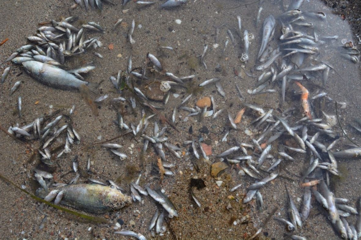 Pomor ribe u Španiji  - undefined