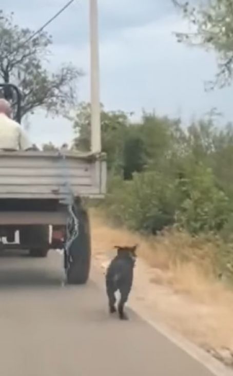 Čovjek svezao psa za prikolicu - undefined