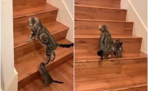 Foto: Twitter / Detalj iz videa: Mačić i mama mačka penju se uz stepenice
