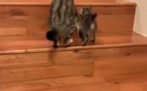 Foto: Twitter / Detalj iz videa: Mačić i mama mačka penju se uz stepenice