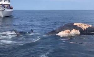 Foto: Twitter / Morski psi na komadiće trgaju truplo mladunca kita
