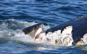 Foto: Twitter / Morski psi na komadiće trgaju truplo mladunca kita