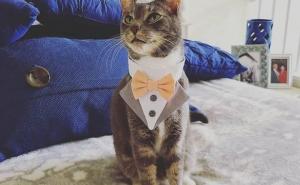 Foto: Instagram / Mačak Moose postao zvijezda na vjenčanju