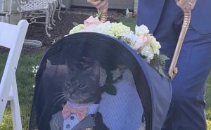 Foto: Twitter / Mačak Moose postao zvijezda na vjenčanju