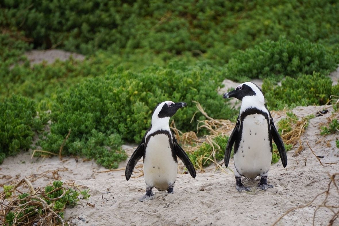 Foto: Pixabay/Afrički pingvini