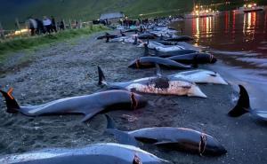 Foto: Seashepherdglobal.org / Ubijeni delfini
