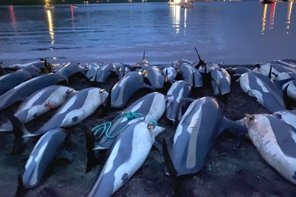 Ubijeni delfini - undefined