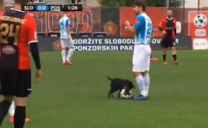 Foto: YouTube / Pas prekinuo utakmicu između FK Slobode i FK Posušja na Tušnju i postao hit na Twitteru