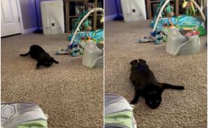 Foto: Instagram / Spretna crna mačka postala zvijezda na Instagramu