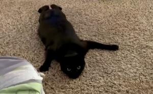 Foto: Instagram / Spretna crna mačka postala zvijezda na Instagramu