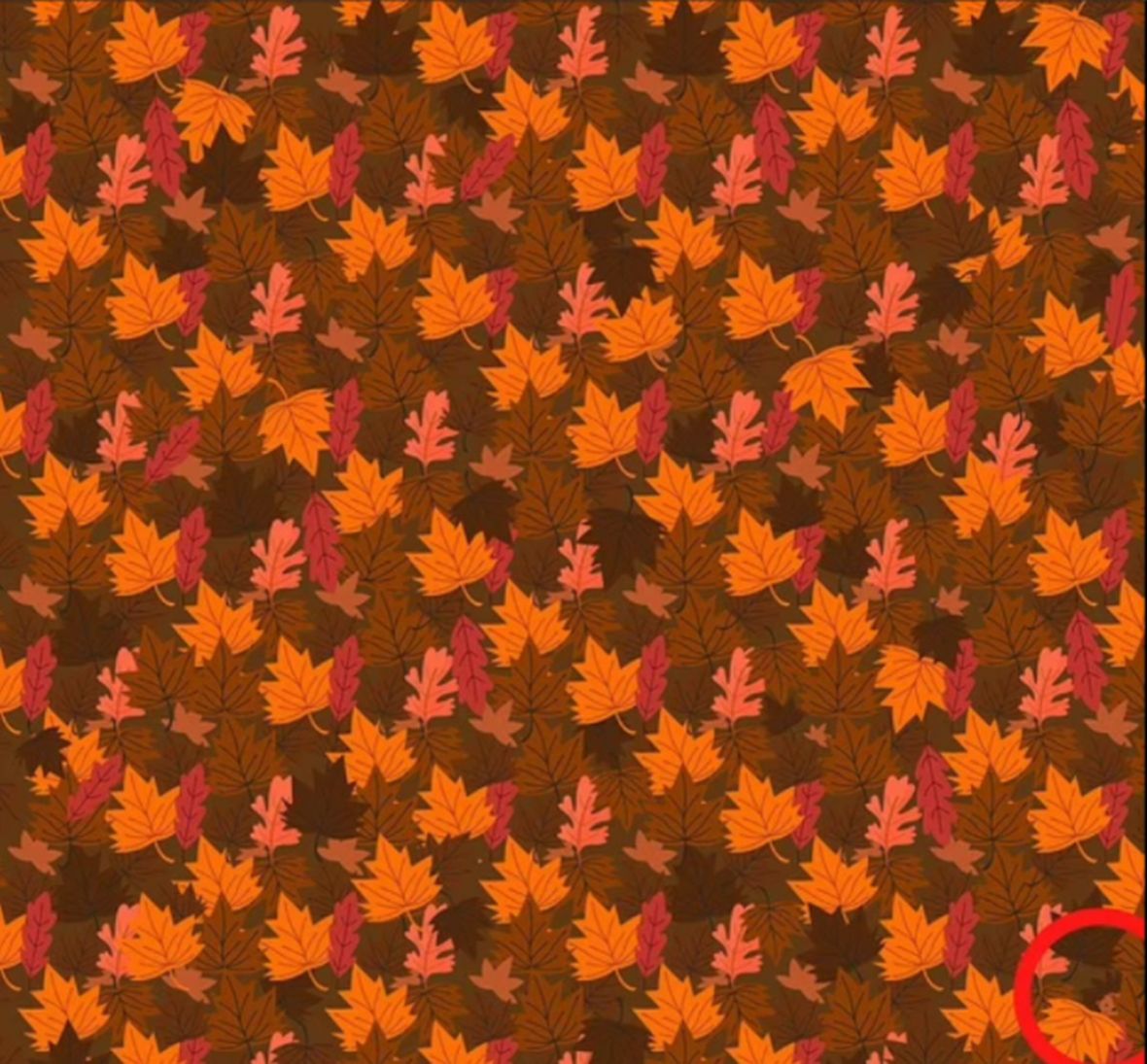 Pronađite ježa koji se sakrio među jesenjskim lišćem - undefined